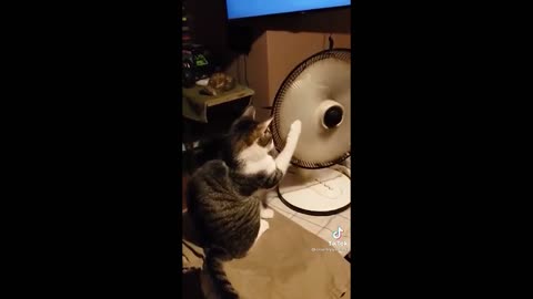 Funny animal videos🤣 funniest cats and dogs video