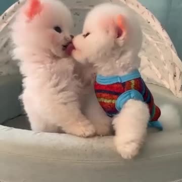 री Smart Dog Training Video's 🐶 - dog training tricks 🐕 - Dog Training 🐾 Dog shorts