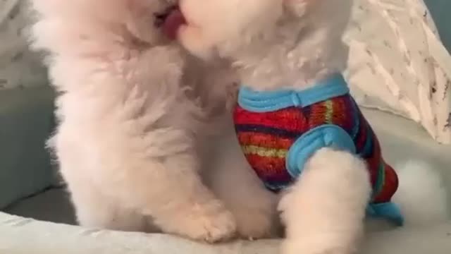 เคฐเฅ Smart Dog Training Video's ๐ถ - dog training tricks ๐ - Dog Training ๐พ Dog shorts