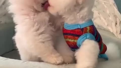 री Smart Dog Training Video's 🐶 - dog training tricks 🐕 - Dog Training 🐾 Dog shorts