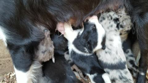 Pups scramble for dinner