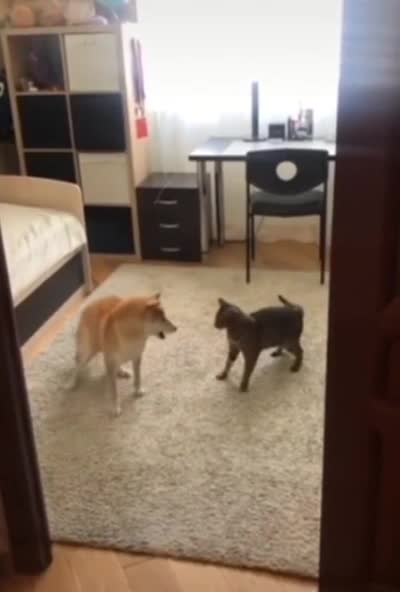 a good fight between a dog and a cat