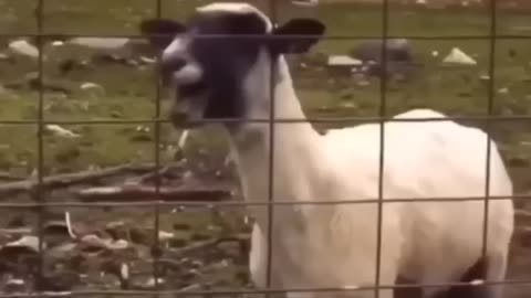 Funniest thing on internet