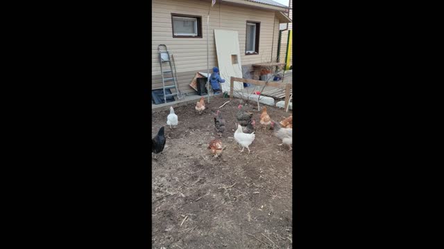 baby and chickens