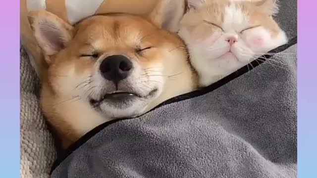 Cute dog and cat ।। sleep in the morning,