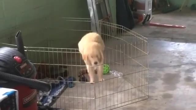 Dog and cage.