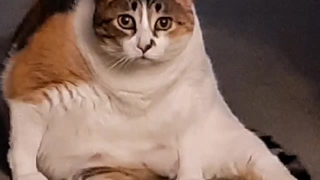 Help A Cat Out