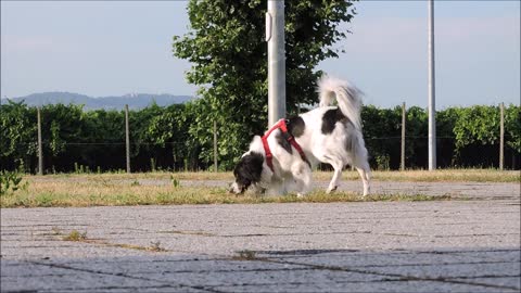 my dog walking in the park