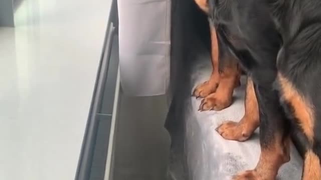 Dog pose||♪♪♥Only for Dog pose||funny videos