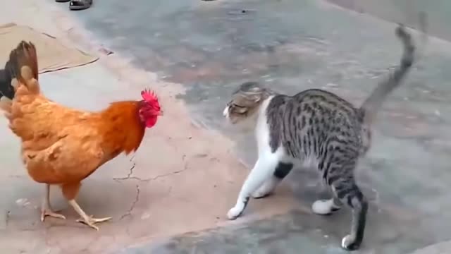 Cat and chicken fight