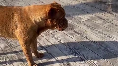 Baby is laughing over dog