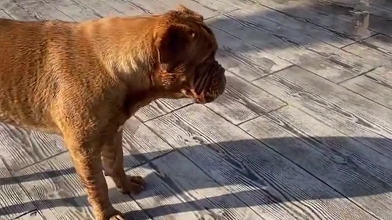 Baby is laughing over dog