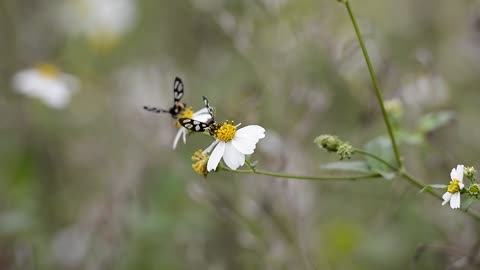 Butterfly Garden2