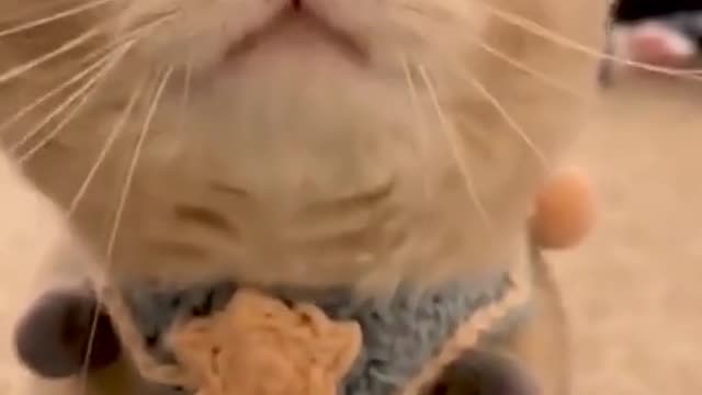 confusing behavior of cats # lovely kittens # cats