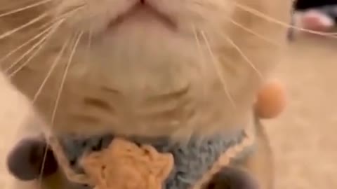 confusing behavior of cats # lovely kittens # cats