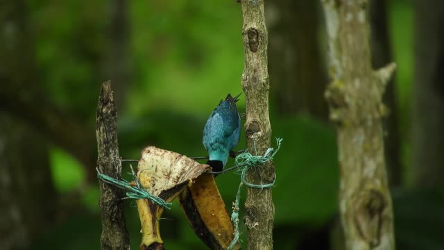 Beautiful blue bird