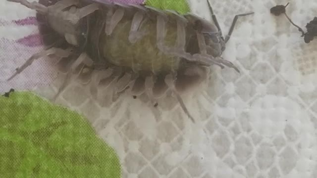Armadillium gestroi