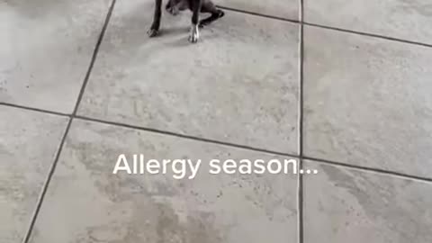 damn allergies season