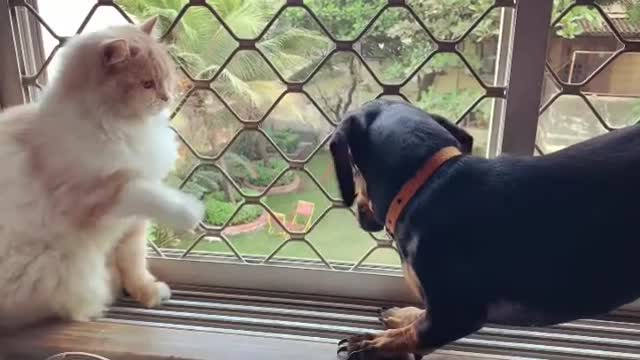 Cat and dogs video funny dogs and cat video #Viral funny channel