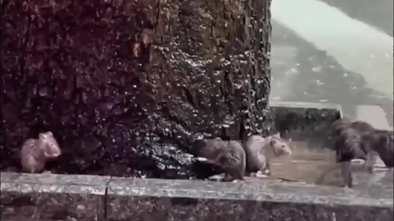 Rat enjoying in the rain