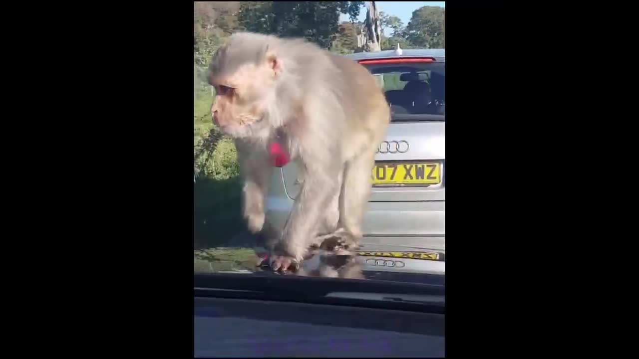 random funny meme i found on tik-tok special tik-tok
