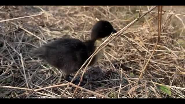 little duck napping