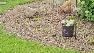 OMC! This flock LOVES hunting in woodchips for worms and grubs! - The sequel!🐔🐛💖 #chickens #shorts