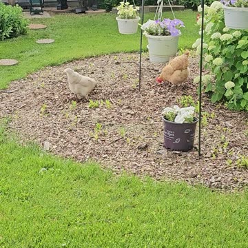 OMC! This flock LOVES hunting in woodchips for worms and grubs! - The sequel!🐔🐛💖 #chickens #shorts