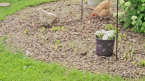 OMC! This flock LOVES hunting in woodchips for worms and grubs! - The sequel!🐔🐛💖 #chickens #shorts