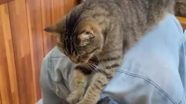 A cute cat doing massage to her owner