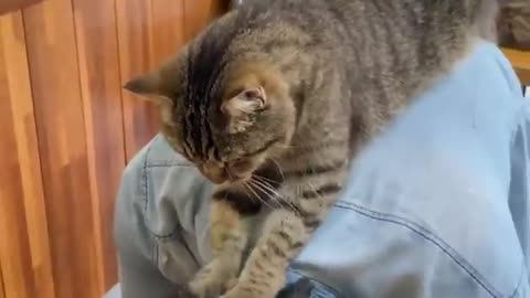 A cute cat doing massage to her owner