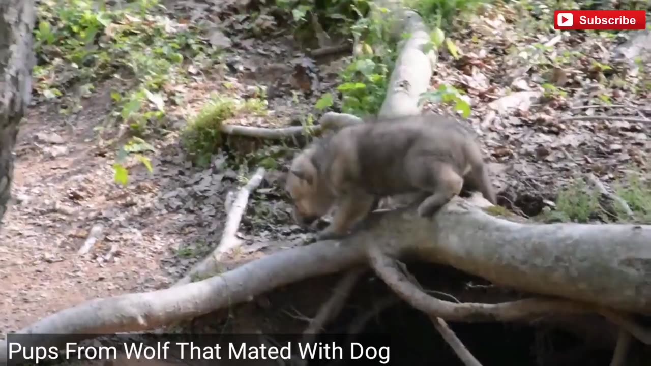 Pups From Wolf That Mated With Dog.