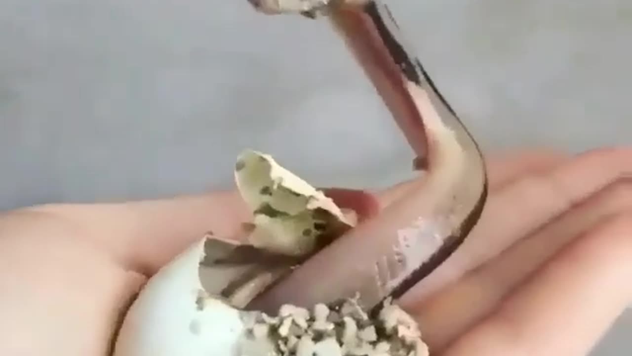 cute baby snake