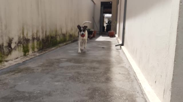 Buscando a bolinha com estilo