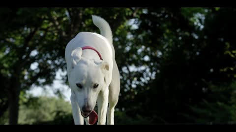 the white dog