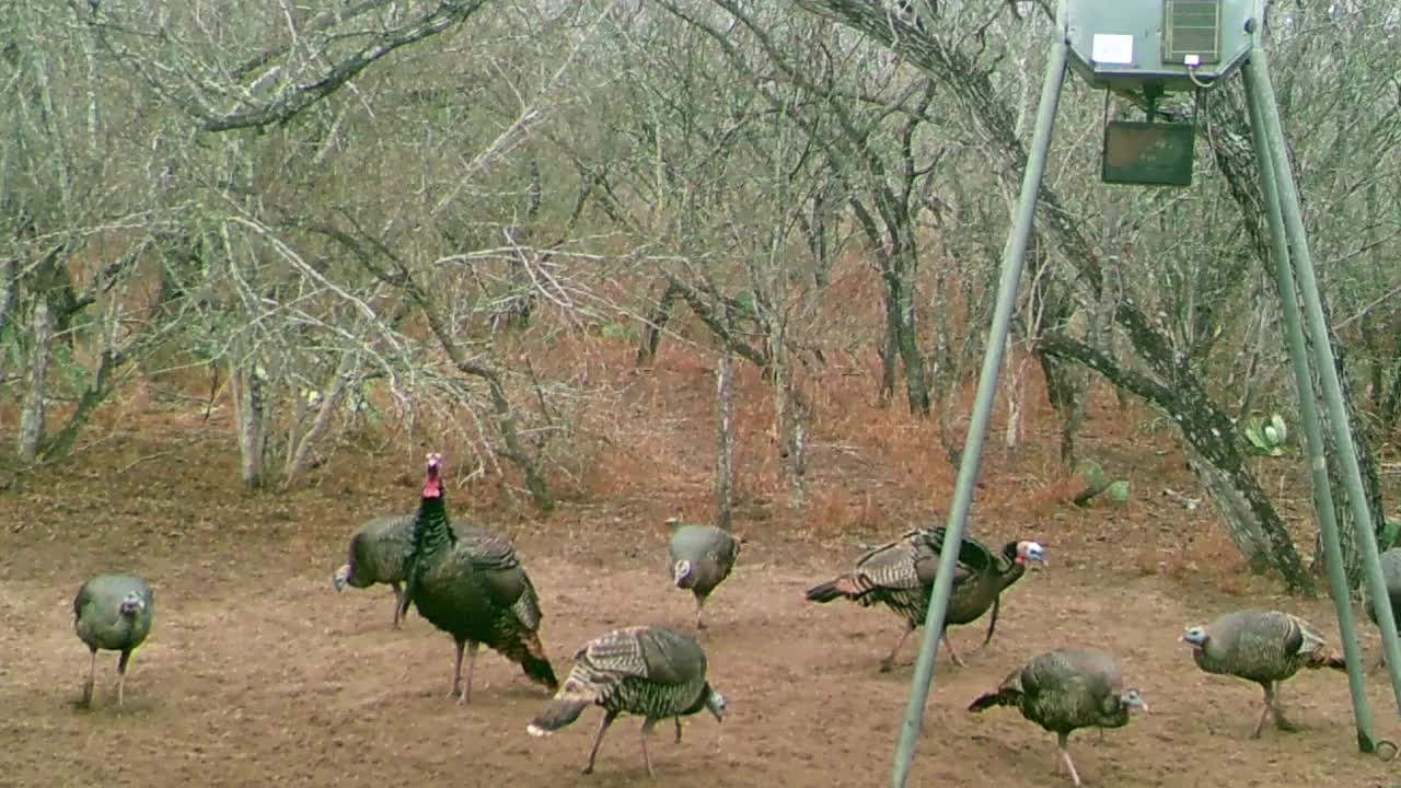 South Texas Trailcam pics, 22.6