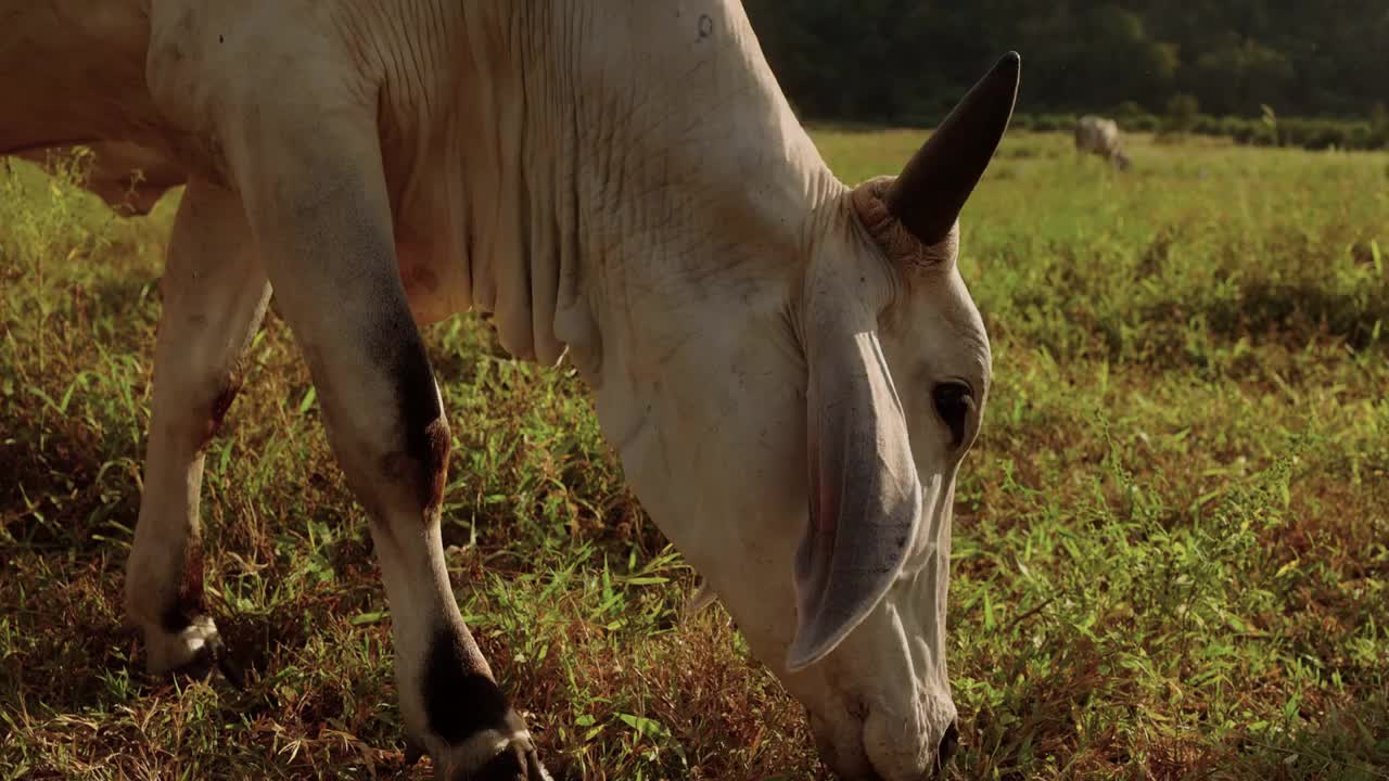 Cows Grazing In A Corral Slow Motion Shot