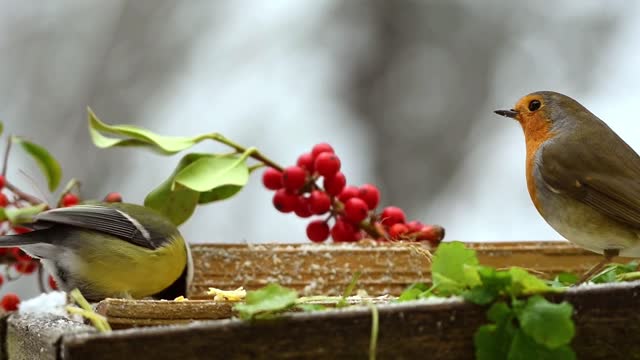 Beautiful Small Birds Quietly Sharing the Food the Feeder