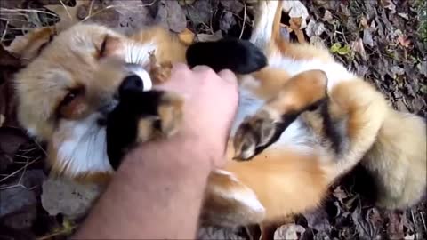 Try not to Aww!! Adorabe fox playing.