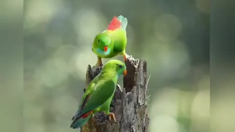 Lovebirds are so beautiful