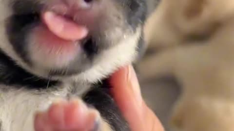 The baby in my hand.❤️❤️ #pets