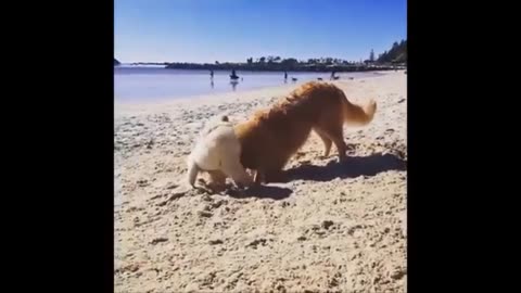 Golden retriever puppies