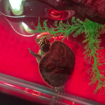 February 18, 2022 - Mikey