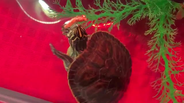 February 18, 2022 - Mikey