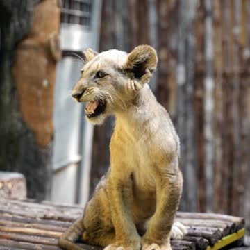 Lion King of the Jungle Gorgeous Beauty #2