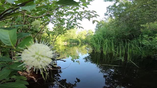 Sugar Shack Buttonbush