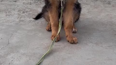 GERMAN SHEPHERD PUPPY DOG LEARN SIT AND STAY TRAINING HOW TO TRAIN DOG