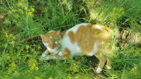 Cat in the garden