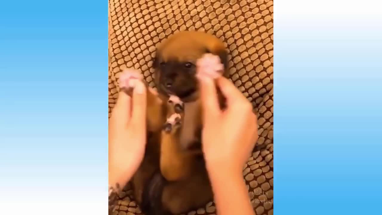 little dog dancing kpop