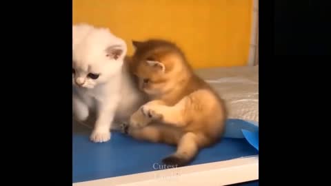 Funny animals [] Try not to laugh compilation 35